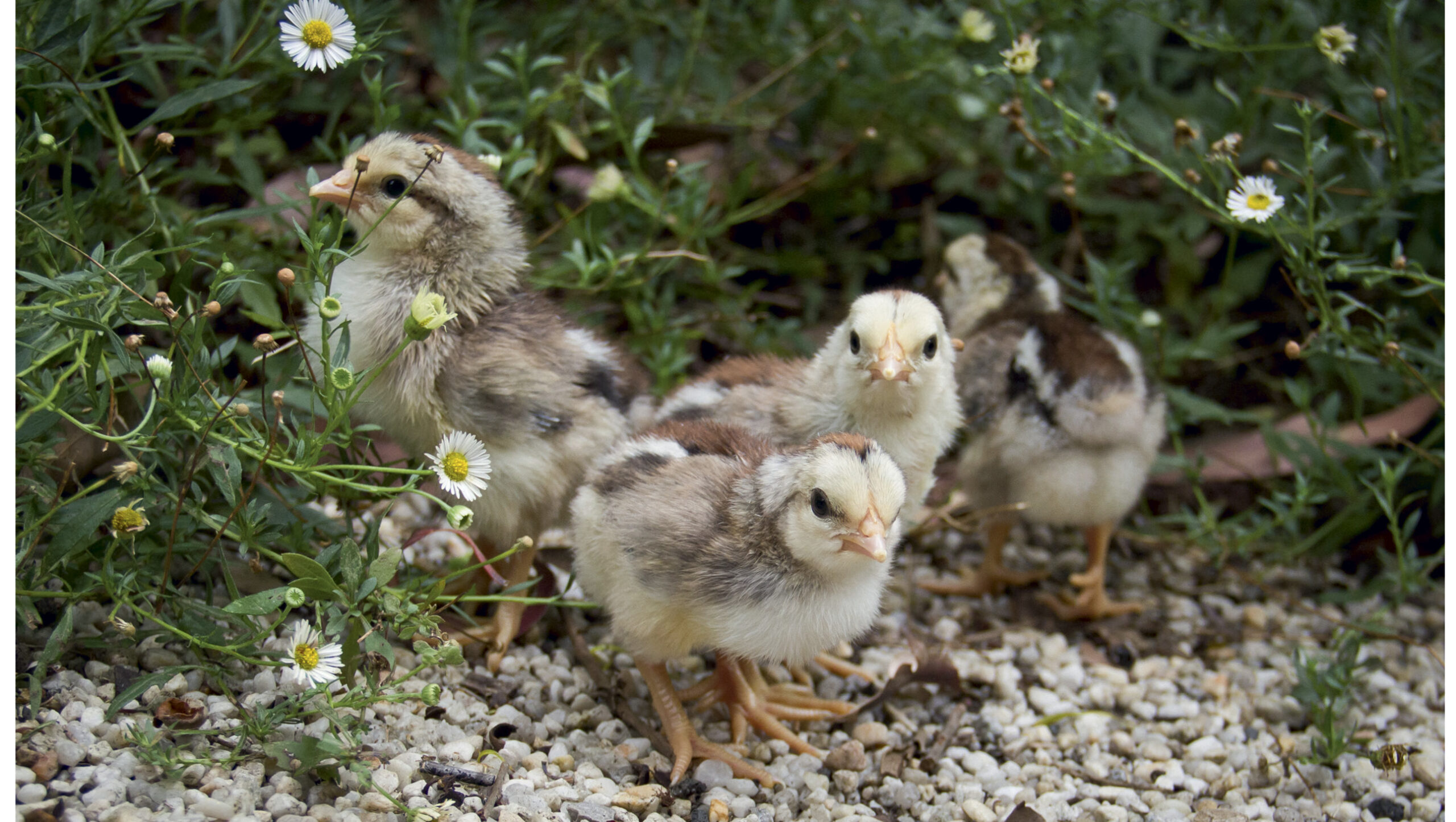 Clear your yard of any possible hazards for chicks.
